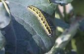 Hoe te identificeren een wazig gele Caterpillar