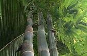 How to Make Bamboo sneller groeien
