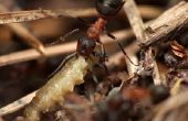 De oplossing van de Borax voor doden mieren