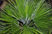 Lijst van beschermde planten in Florida