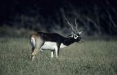Hoe te scoren een Indische antilope Antelope
