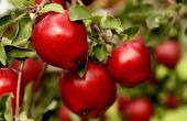 Wanneer zijn rode heerlijke appels rijp?