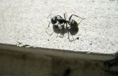 How to Get Rid van mieren op het dak