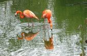 Het ecosysteem van een Flamingo