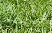 How to Turn een sprietje gras in een fluitje