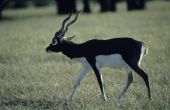 Hoe maak je een Indische antilope Antelope gebraden