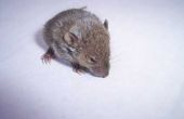 How to Kill muizen in een huis met geen geur