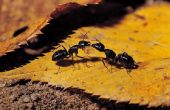 Wat kan worden toegepast om te voorkomen dat Ant Bites?