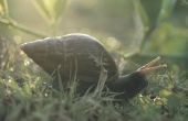 How to Get Rid van slakken & naaktslakken in buiten potplanten