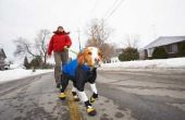 Moeten honden laarzen in de Winter?