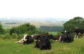 How to Raise van een stierkalf Holstein voor rundvlees