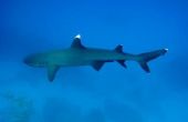 Verschillen tussen Dolphin vinnen & haaienvinnen
