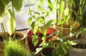 Hoe om te weren Gnats uw kamerplanten 4 gemakkelijke manieren