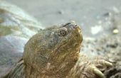 How to Take Care van een magnetisch schildpad-ei
