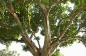 Hoe de zorg voor een Golden Gate Ficus Bonsai