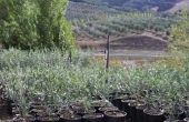 Hoe maak je een Topiary Olive Tree