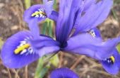 Verschillende soorten Iris bloemen