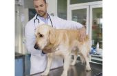 Hoe de behandeling van de leverziekte bij honden