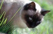 Gemeenschappelijke gezondheidsproblemen van Siamese katten