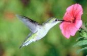 Hoe maak je een Hummingbird Feeder van herbruikbare flessen