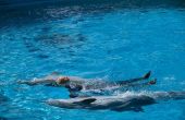 Hoe om te zwemmen met dolfijnen in Fort Myers, Florida