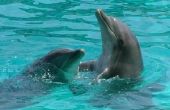 Hoe om te zwemmen met dolfijnen in Napels Fl