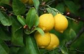 Hoe lang duurt het voor citroenen rijpen op een citroen boom?