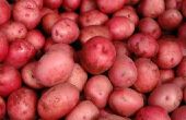 Hoe Plant & rode aardappelen groeien