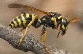 Over de levenscyclus van de Wasp