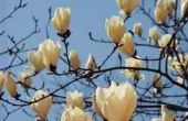 Hoe lang bloeien de Magnolia's?
