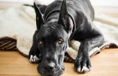 Osteosarcoom overlevingscijfers bij honden