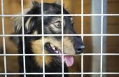 How to Stop blaffen honden in Kennels