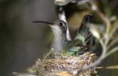 Hoe herken ik vrouwelijke & mannelijke kolibries uit elkaar