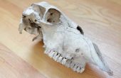 Hoe te identificeren van dierlijke schedels