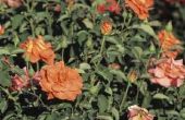 Diep Rich Oranje-gekleurde rozen groeien
