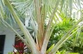 Het behouden van palmbomen in de Winter