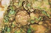 How to Cook gedroogde Abalone
