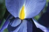 Hoe om te scheiden Iris planten