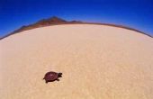 Soorten woestijn schildpadden in New Mexico