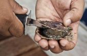 How to Raise van oesters in een Aquarium voor parels