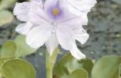 Waarom zijn mijn Water hyacinten Turning geel?