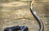 Fysieke kenmerken van een King Cobra slang