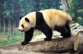 Hoe maak je een Panda beer uit klei