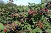 Pest & ziekte identificatie op Blackberry planten