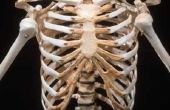 Vier hoofdonderdelen van een skelet