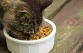 Hoe te voeden van een kat