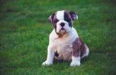 Hoe te voeden een Bulldog pup Baby Mush