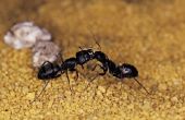 Wat zijn enorme zwarte mieren?