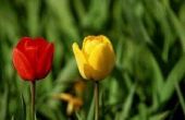 Hoe bemesten tulpen