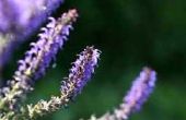 Wat zijn de gezondheidsvoordelen van lila?